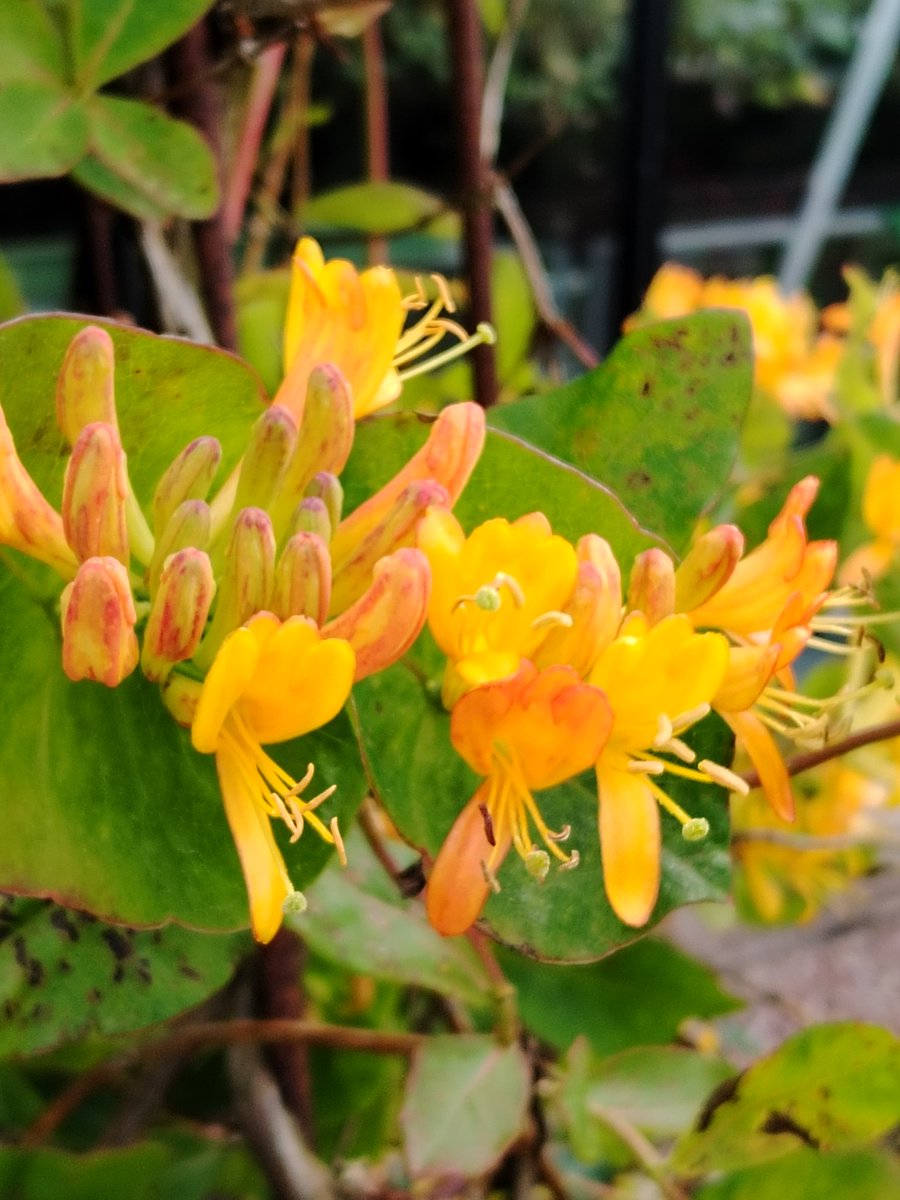 Lonicera x tellmanniana, in full bloom. A lovely orange flowered honeysuckle which is really attractive to the bees.