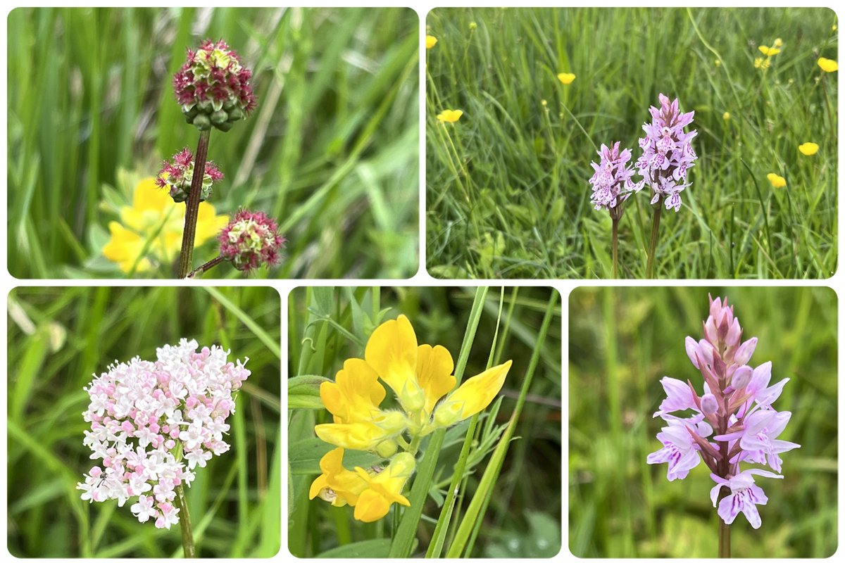 InMyOrchard's tweet photo. #wildflowerhour #orchidchallenge
Salad Burnet, Heath-spotted orchids, Common Valerian, Meadow Vetchling and another Heath spotted orchid 😀
From a rather muddy Castor Hanglands nr Peterborough https://t.co/bbGhe1qndE