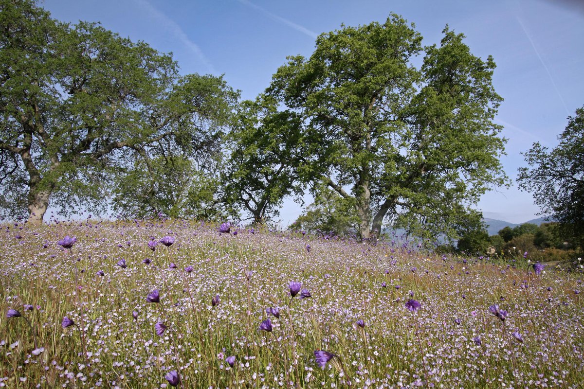 cahighsierra's tweet photo. 🌷 Did you get your fill of #wildflowers yet? Just outside of #SequoiaNP lives a wonder of protected areas reminiscent of two centuries ago. Homer Ranch or Blue Oak Ranch Preserves will WOW your wildflower senses.
👉 https://t.co/32fF2fRLyJ https://t.co/RKBX28LM6d