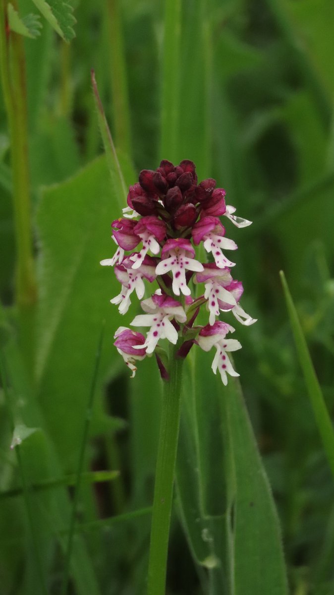 NatureLark's tweet image. I drove my youngest son back to Cirencester on Tuesday, and even though the weather was horrible, we had to stop off at @WiltsWildlife Clattinger Farm to try and find a Burnt Orchid. And we did! Spotted by my eagle-eyed son. 👀 #WildflowerHour #OrchidChallenge