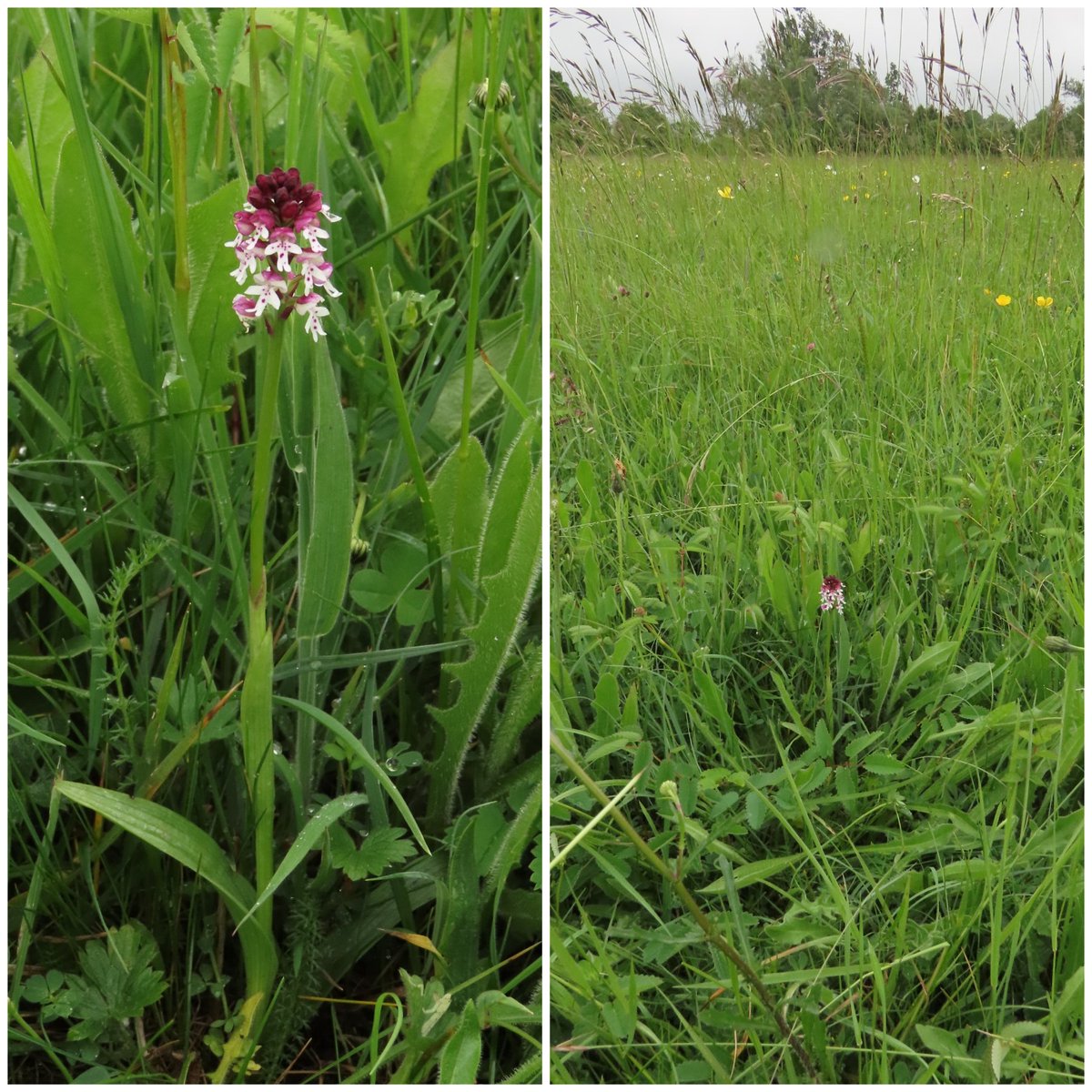 NatureLark's tweet image. I drove my youngest son back to Cirencester on Tuesday, and even though the weather was horrible, we had to stop off at @WiltsWildlife Clattinger Farm to try and find a Burnt Orchid. And we did! Spotted by my eagle-eyed son. 👀 #WildflowerHour #OrchidChallenge
