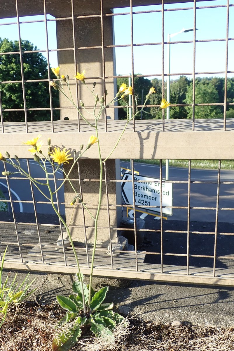 Dr Astrid Biddle tweet media