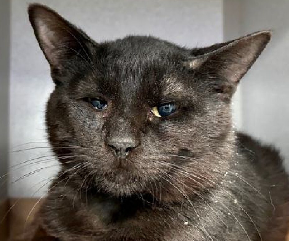 Jack5928 (@jlthekid9999) on Twitter photo ๐๐ TONY, 3 YO, MALE โ IN MANHATTAN ACC ๐๐ - came into the shelter as an owner surrender on 4/24/2024, with the surrender reason stated as not a fit - too many animals already ๐ฟ ๐ฟ ๐ฟ ๐ฟ โ
TBD 6/4/24๐ฅ๐ฅ๐ฅ
TOO LOW ON PLEDGES๐๐ฟ
A volunteer writes: Tony is known to be a ๐๐ TONY, 3 YO, MALE โ IN MANHATTAN ACC ๐๐ - came into the shelter as an owner surrender on 4/24/2024, with the surrender reason stated as not a fit - too many animals already ๐ฟ ๐ฟ ๐ฟ ๐ฟ โ
TBD 6/4/24๐ฅ๐ฅ๐ฅ
TOO LOW ON PLEDGES๐๐ฟ
A volunteer writes: Tony is known to be a
