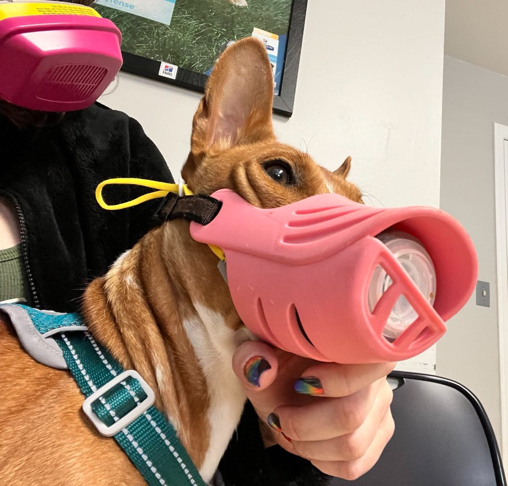 Christina Pushaw 🐊 🇺🇸 tweet media