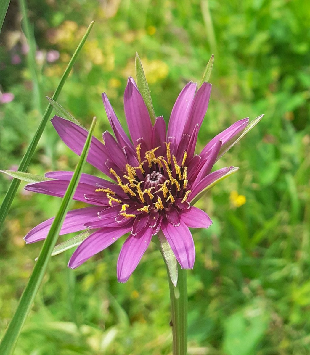 Gillianfc's tweet photo. For #wildflowehour a salsify plant growing in a sutton garden, south london https://t.co/XiYIaZy7qf