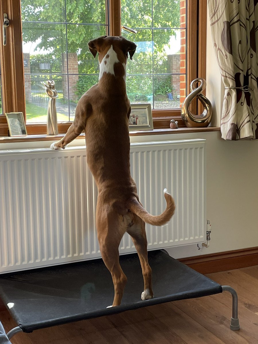 Nosey dog 🐶 😂😂
