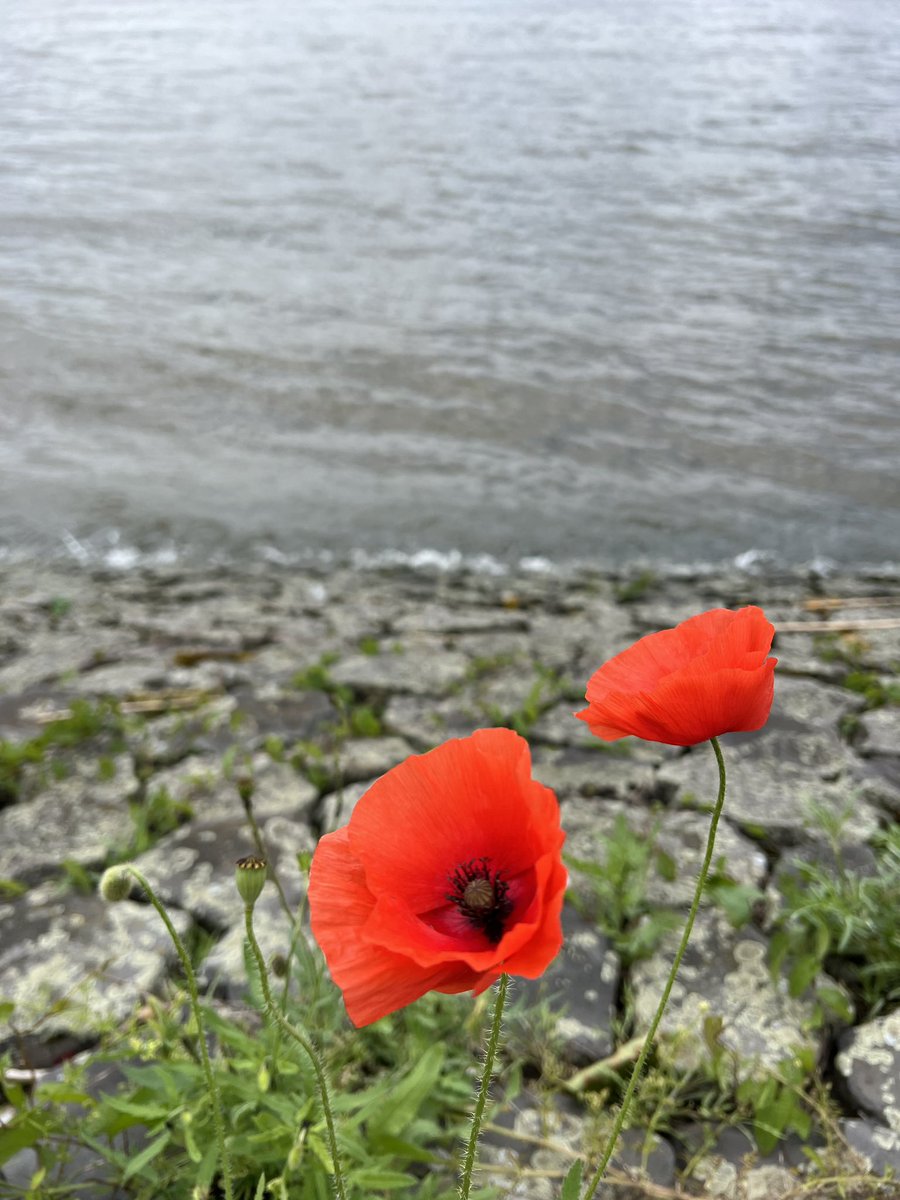 melanierijkers's tweet photo. Gers in #Rotterdam https://t.co/SZzuXVJxAn