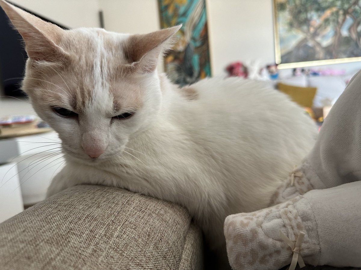 Chapy_cat's tweet photo. We #love #baby feet! It’s been a while but we are here to send you our luckiest kisses for a blessed month and a purrfect new week! 🍀 Muah! 😽 #catsoftwitter https://t.co/fT5SbEmmcO