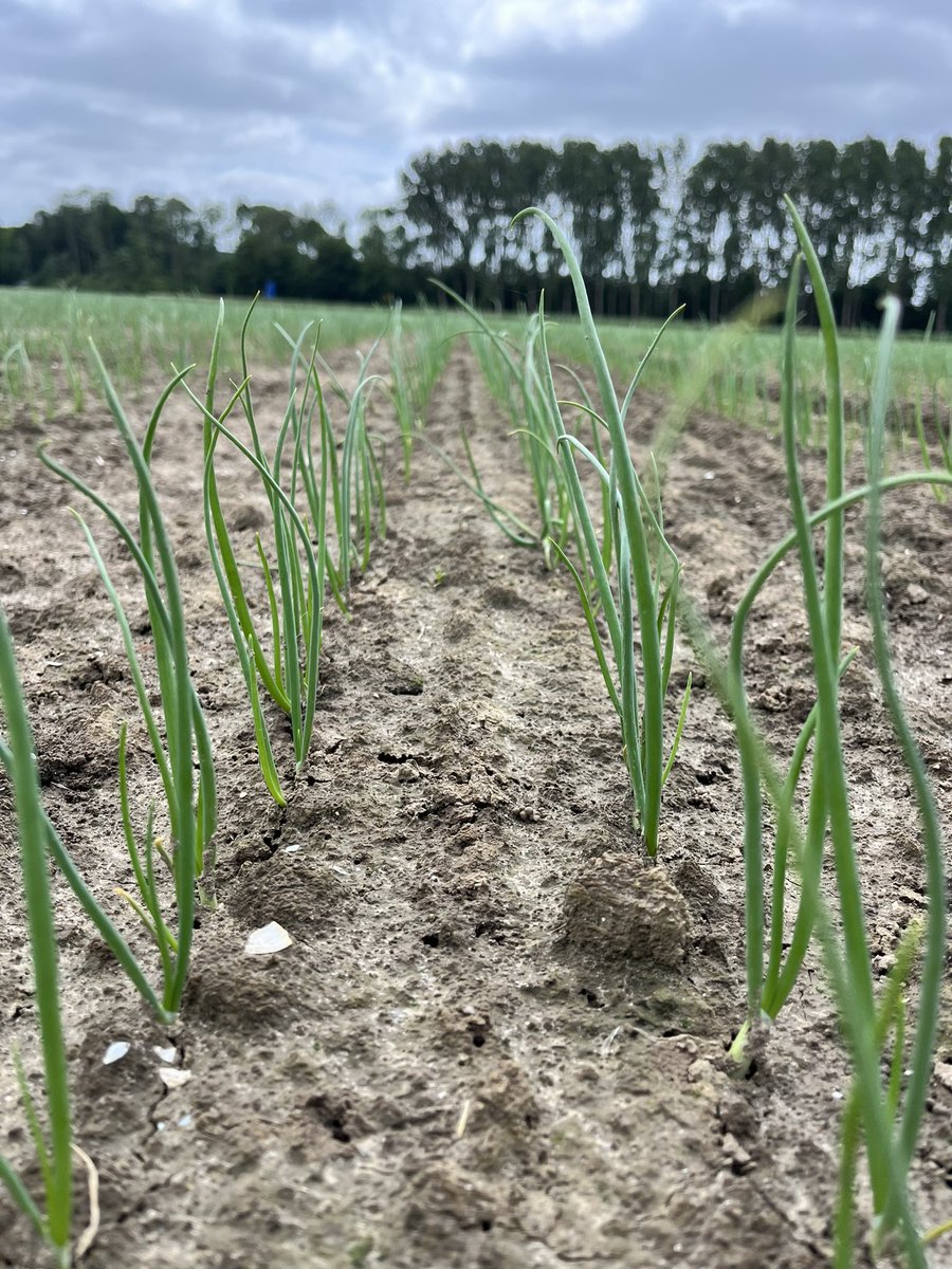 ptrholster's tweet image. 🧅