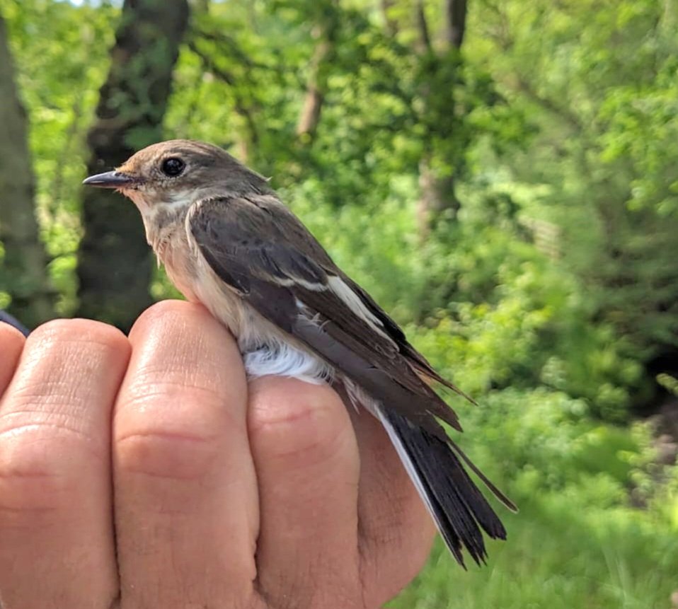 1st visit of the year to a long-standing Pied Fly nestbox study site with colleagues from the Clyde Ringing Group. After an 11 hour marathon we had 30+ active nests, 19 retrapped returning adults, circa 100 pulli ringed and a bycatch of redstart and nuthatch. Back next week!