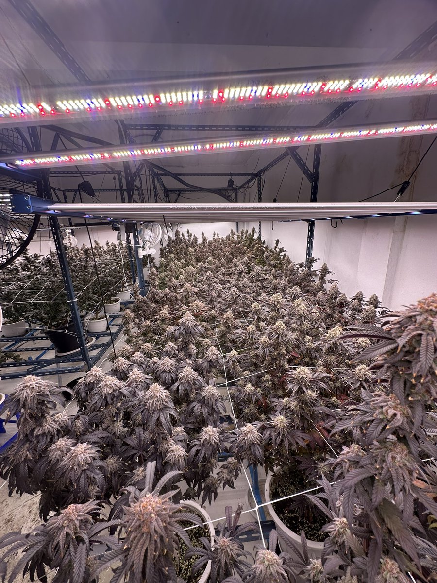 สำหรับพ่อค้าทุกคน ใครต้องการ ยกโล ยกขีด หรือ ซื้อเป็น กรัม ผมมีให้ทุกราคา หรือพ่อค้าทันใด สนใจยก มาต่อลองราคาหน้างาน หรือ ต่อลองราคากันก่อนได้ครับ ดอกสวยๆ สดๆ ตัดเร็วๆนี้ครับ #กัญชาภูเก็ต #กัญชาพัทยา #กัญชาดอนเมือง  #กัญชาลาดพร้าว #กัญชานนทบุรี #ดอกกัญชาราคาส่ง