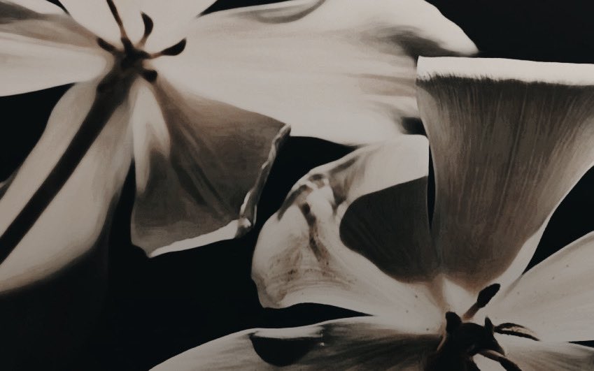 𝐌𝐢𝐡𝐚𝐢𝐥𝐚 𝐊𝐫𝐮𝐦. tweet media