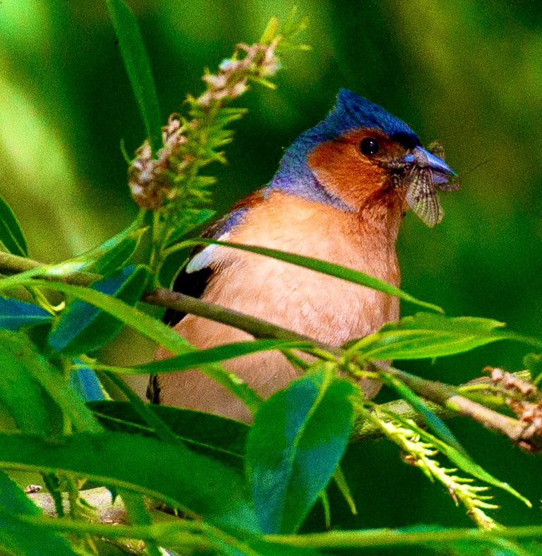 taylordon3's tweet photo. @sykesjeff Chaffinch with a tasty morsel!! https://t.co/SHvhYJfwet