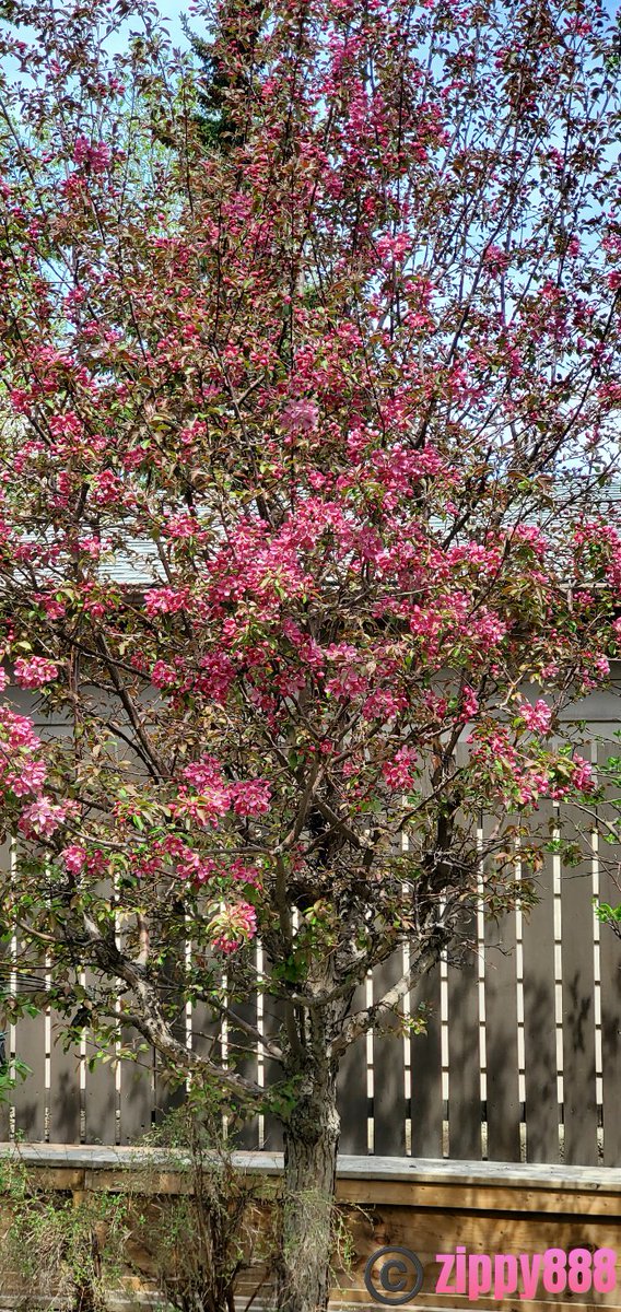 zzippy888's tweet photo. @DailyPicTheme2 #Crabappletree #yyc https://t.co/6mY8XLQD4O