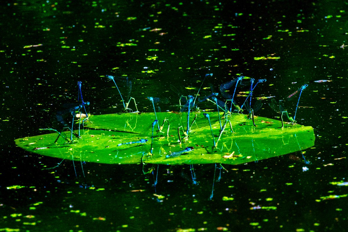 taylordon3's tweet photo. @BraydenCreation A load of Damselflies on a Lily leaf!! https://t.co/EDKhqwQo6r