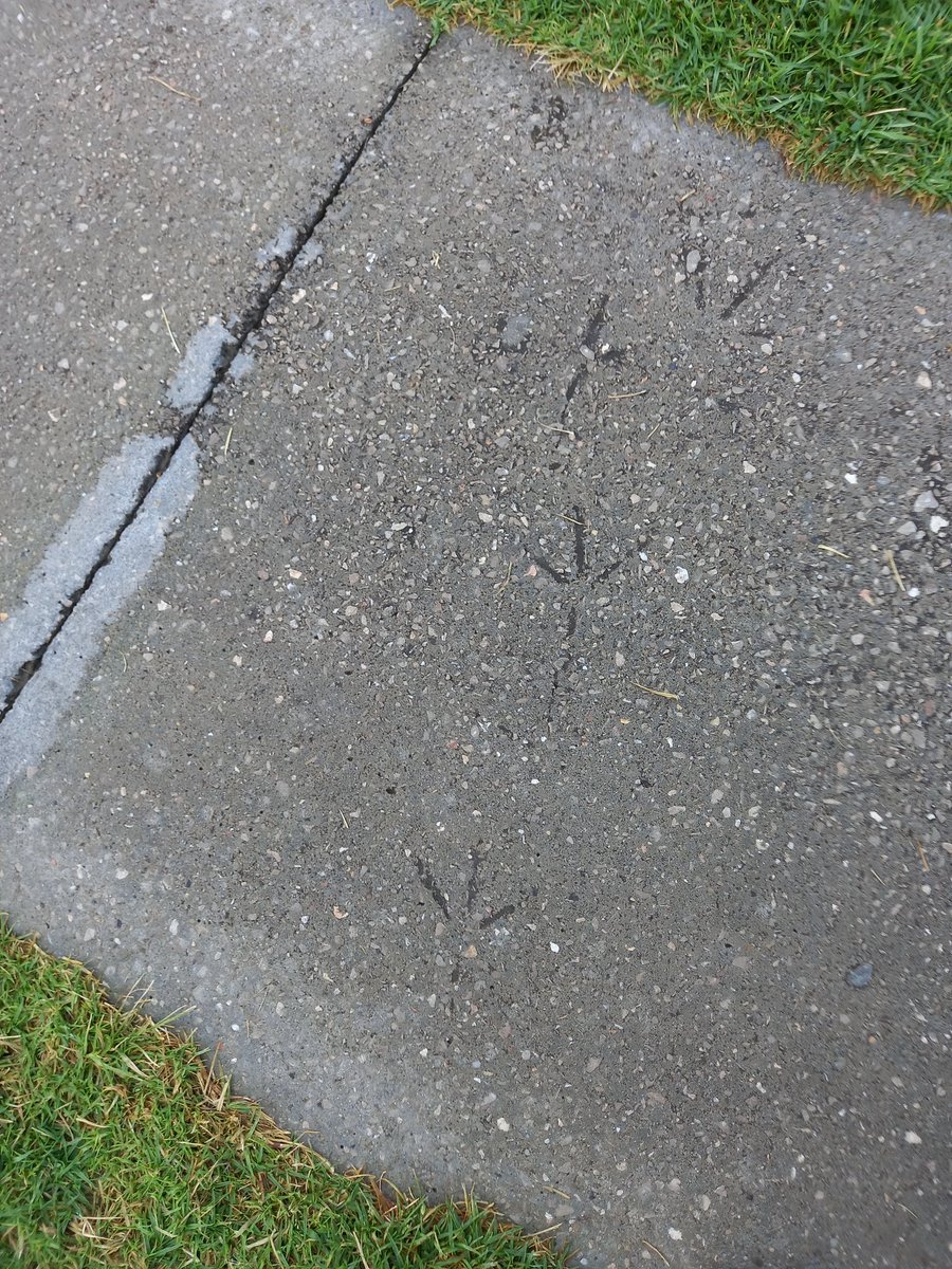 ה'רועי קהת שמרצה בכנסים tweet media