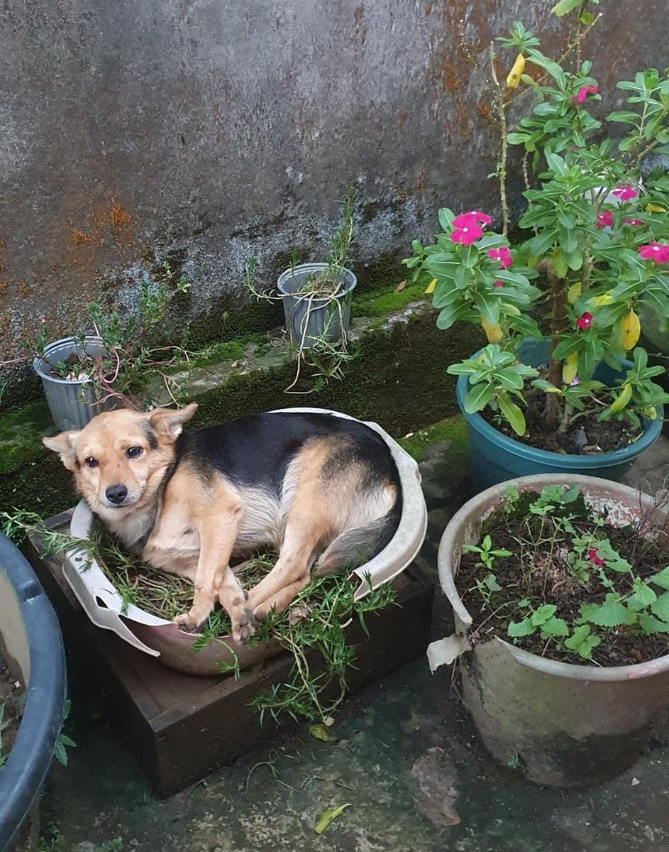 ¿Alguien sabe el nombre de esta plantita? A veces ladra y le gusta que le hablen bonito.