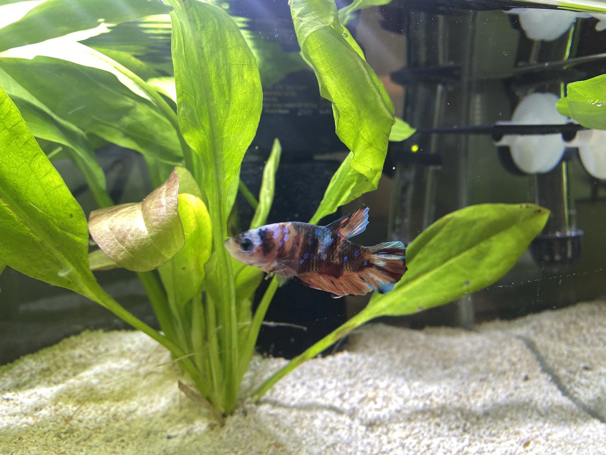 Barzy13Matty17's tweet photo. Hey #isles fam, on this great day, we welcome Sparky to our family! https://t.co/UG7EjzOR79