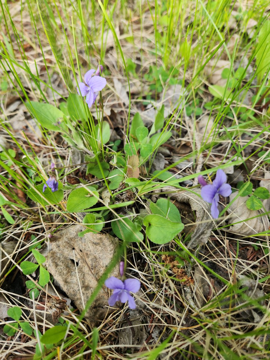 oli_joslin's tweet photo. Wild strawberries, hawthorn violets and hoary puccoon https://t.co/nYmEme5asJ