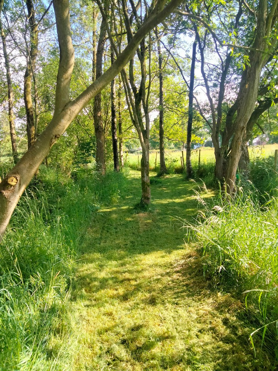 Lancsiron's tweet image. Decent day playing at #grassman whilst cutting the estate... #hondamower #pushmower #frogs #grass