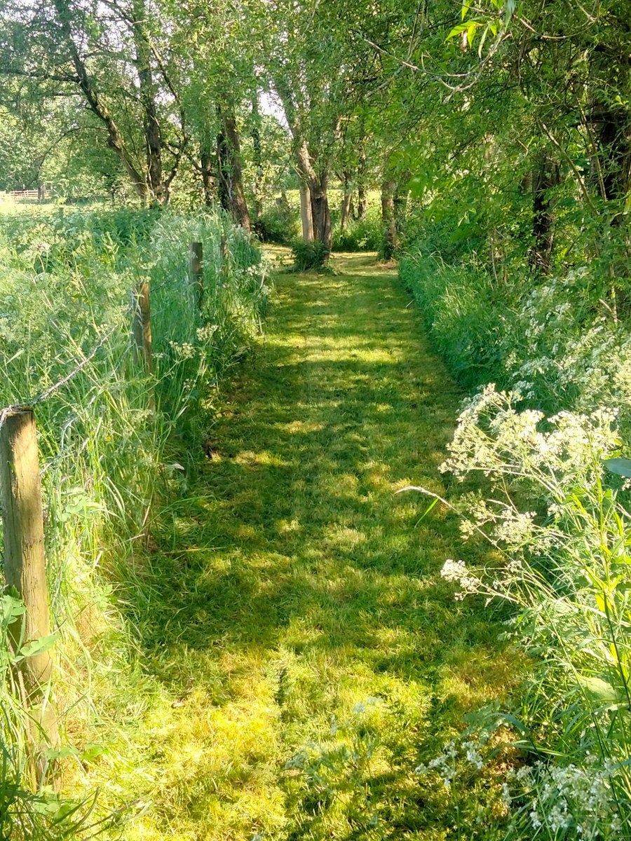 Lancsiron's tweet image. Decent day playing at #grassman whilst cutting the estate... #hondamower #pushmower #frogs #grass