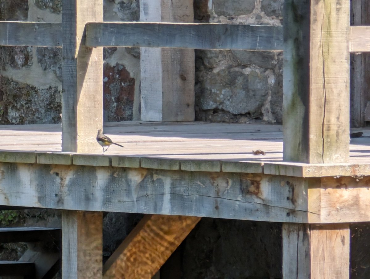 CinemaGet's tweet photo. @Natures_Voice @RSPBPulborough #Birdwatchers can you help me identify this one? Pictures taken in Pulborough on a lakes edge. https://t.co/oCzfZunjV1