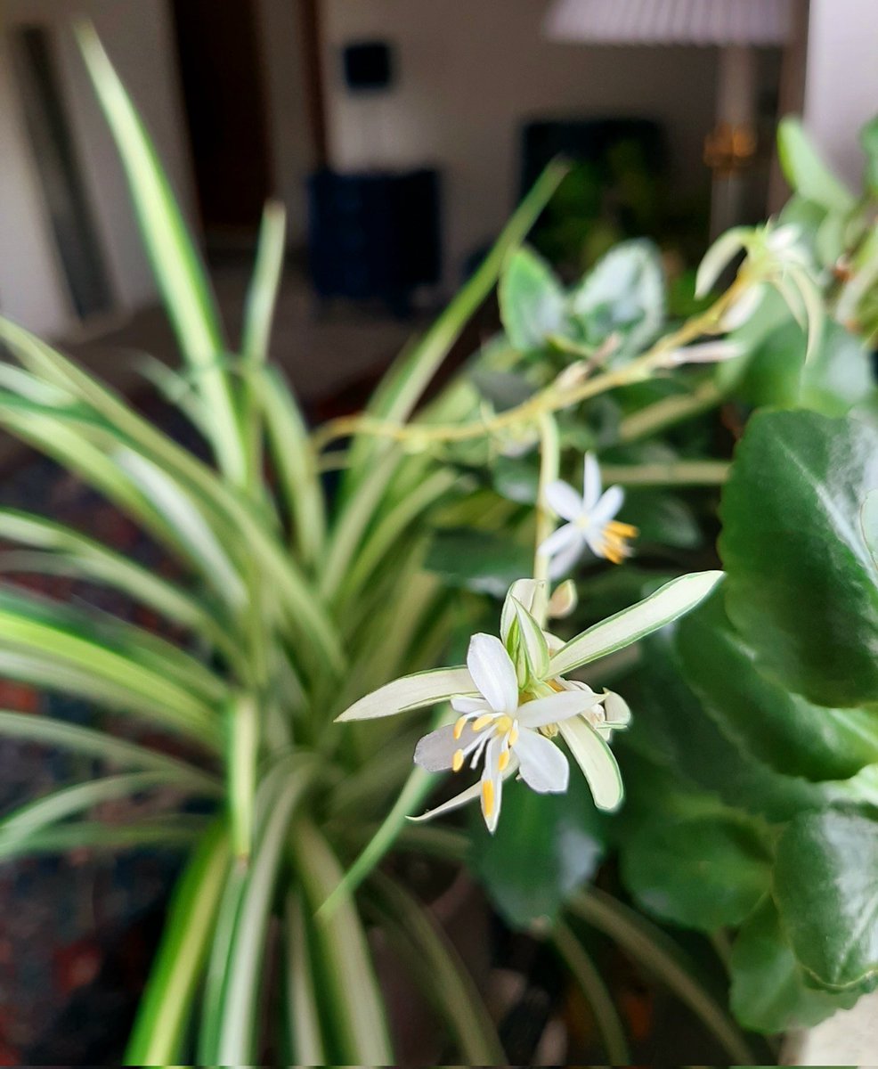Spider plant is blooming with spiderettes on the way!