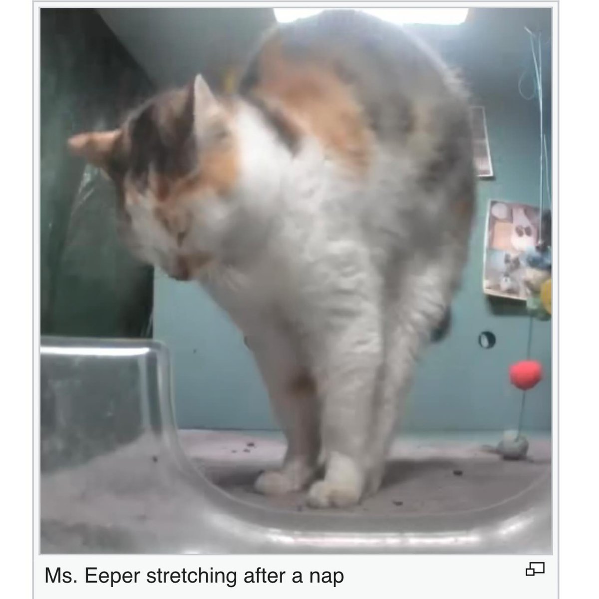 PunchingCat's tweet image. 