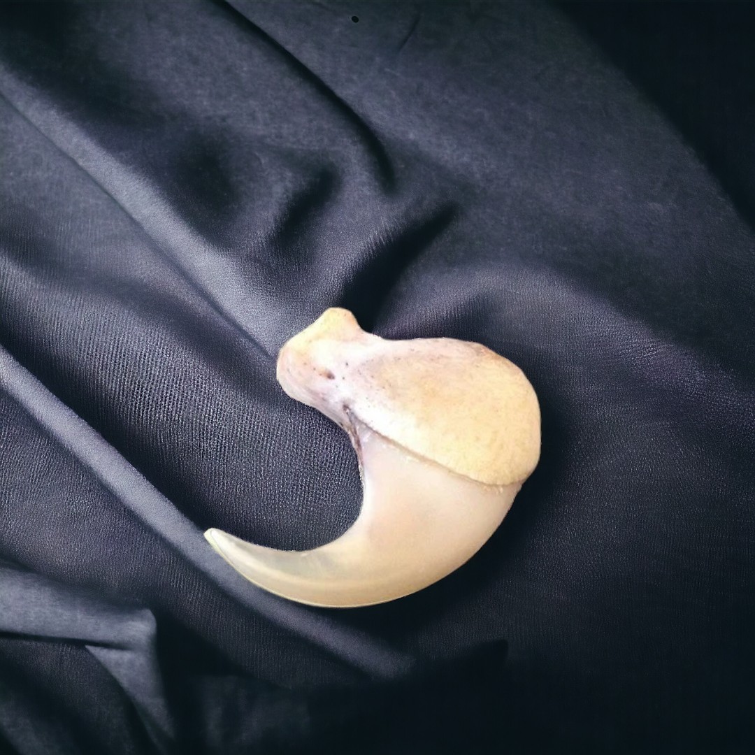 rouhalahjar's tweet image. Introducing the Lion&apos;s Legacy: A Powerful Combination of Protection and Penetration Energy
We are offering an extremely rare and sought-after spiritual item: the Lion&apos;s Legacy. 

Discover more: sufimagic.com

#sufimagic #spirtualhealing #spirtualpower