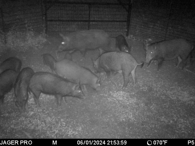 16 Trapped out last night! #texaswildhogcontrol #feralhogs #wildhogs #texas #trapping