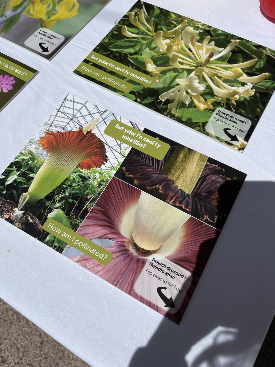 ellynb_ecology's tweet photo. Pollinator Festival @walesbotanic today, celebrating plants and pollinators! https://t.co/ZEM4hZsVPb