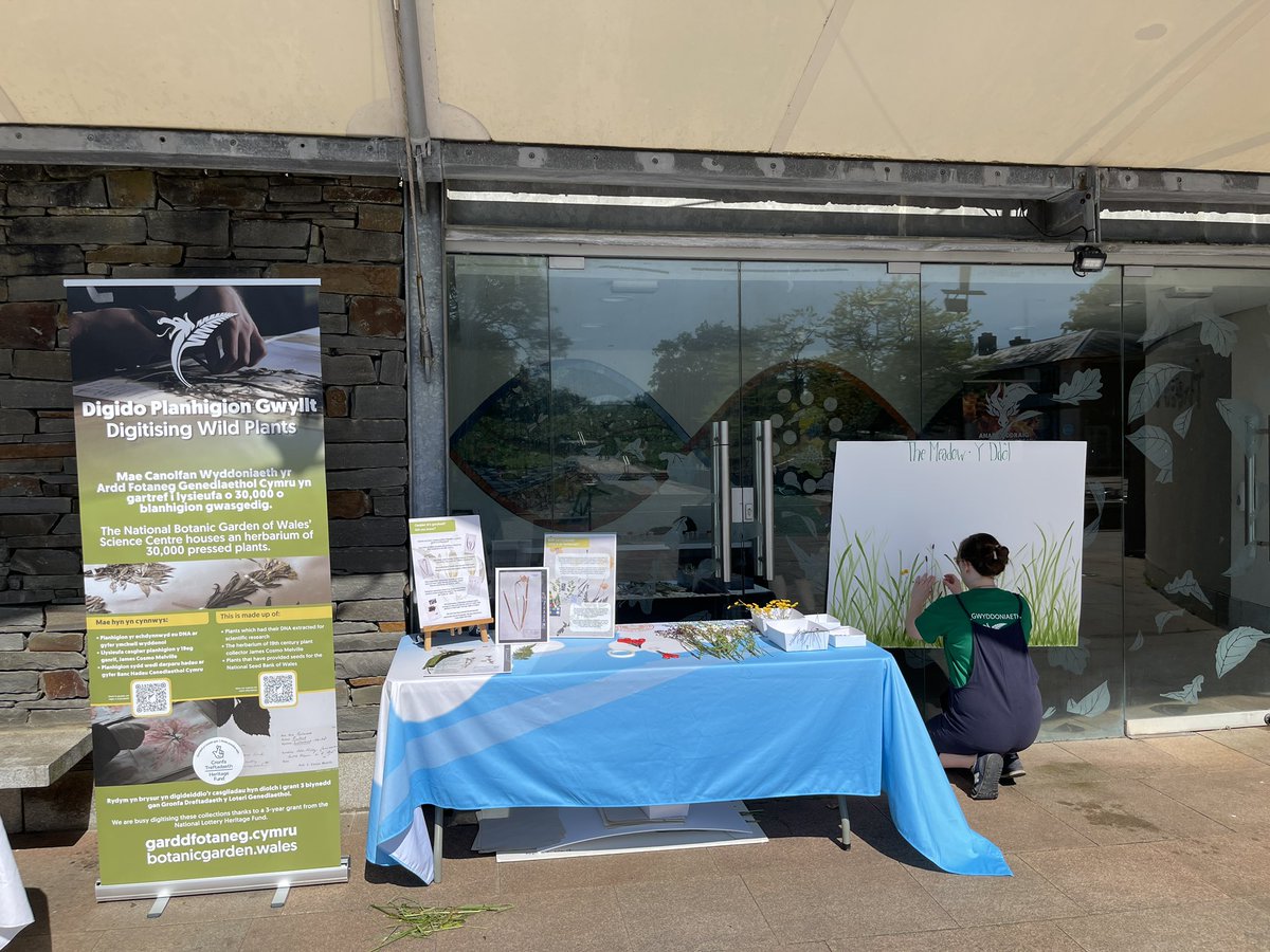 ellynb_ecology's tweet photo. Pollinator Festival @walesbotanic today, celebrating plants and pollinators! https://t.co/ZEM4hZsVPb