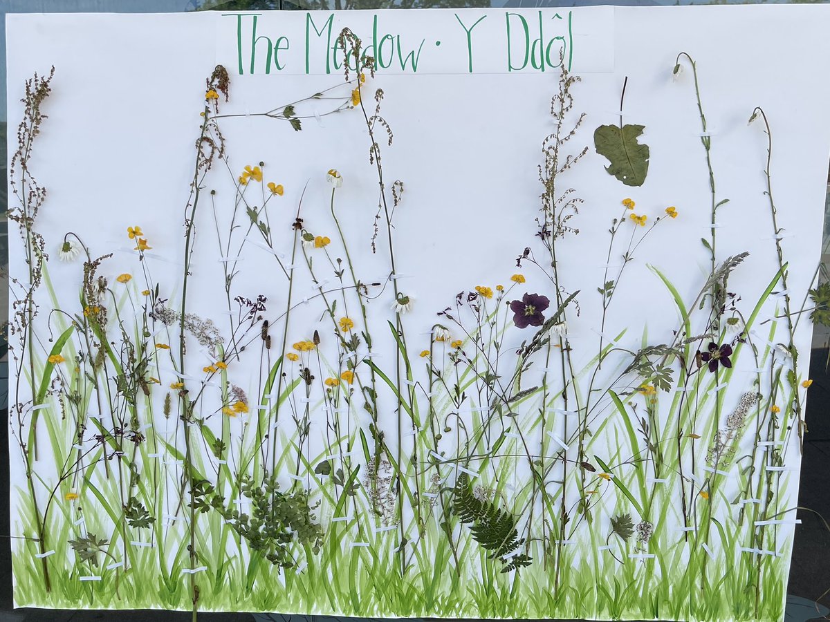 ellynb_ecology's tweet photo. Pollinator Festival @walesbotanic today, celebrating plants and pollinators! https://t.co/ZEM4hZsVPb