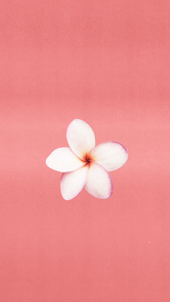 kaysthetics's tweet photo. if anyone sees this, flower wallpapers …okay that is all 🦋🌺✨ https://t.co/RtGPJhKBqW
