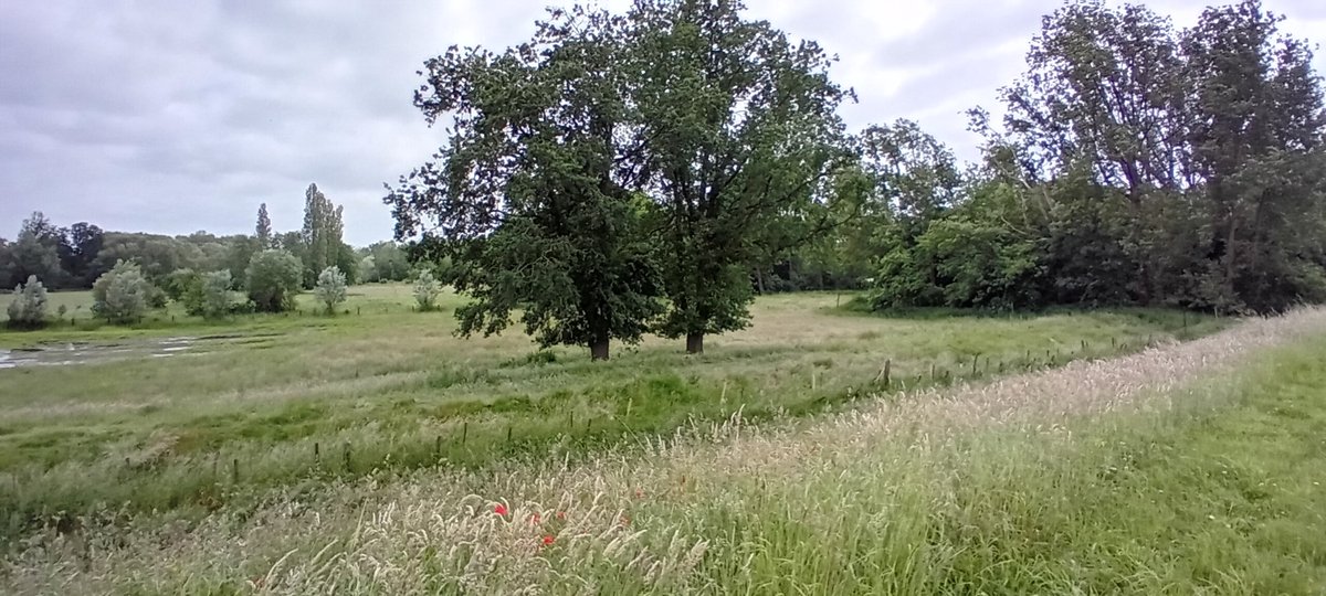 alaindg69's tweet photo. Berlare
#weerfotos #natuurfotos #natuurfotografie #berlare #wandelen #vrtweer https://t.co/dmsRl55srr