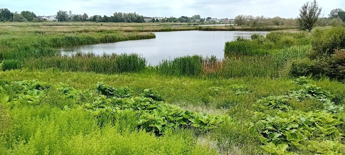 alaindg69's tweet photo. Berlare
#weerfotos #natuurfotos #natuurfotografie #berlare #wandelen #vrtweer https://t.co/dmsRl55srr