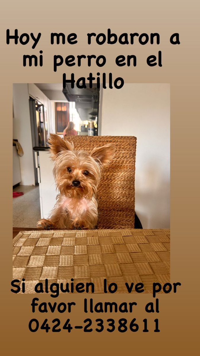 Amigos de Altos de la Boyera, Cigarral, El Hatillo y aledaños. Fué después de un robo a apartamento que desapareció éste yorkie. No se sabe si se escapó o se lo llevaron . Información en la foto. Gracias