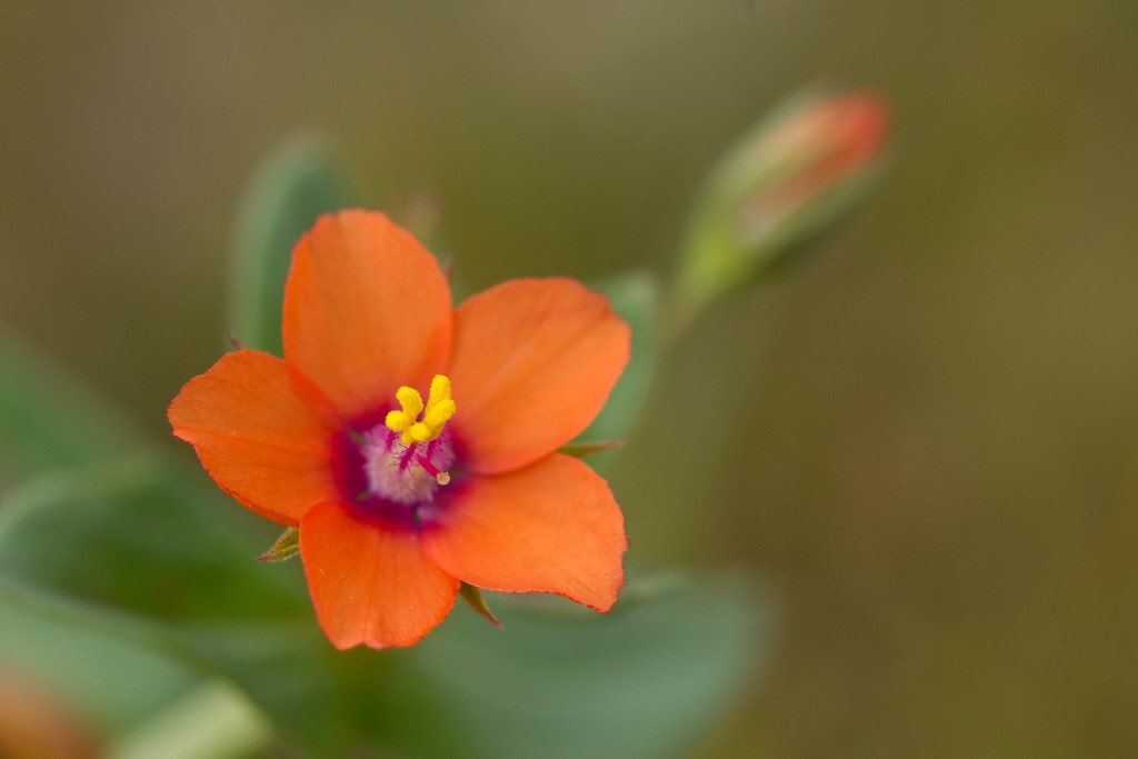 The orange-red petals of the elusive Scarlet Pimpernel open in sunlight and close before a storm. 

In Irish lore, it’s said to be such a magical flower that holding it would give the gift of second sight, and an ability to understand birdsong. 

© Sarah Niemann #FolkloreSunday