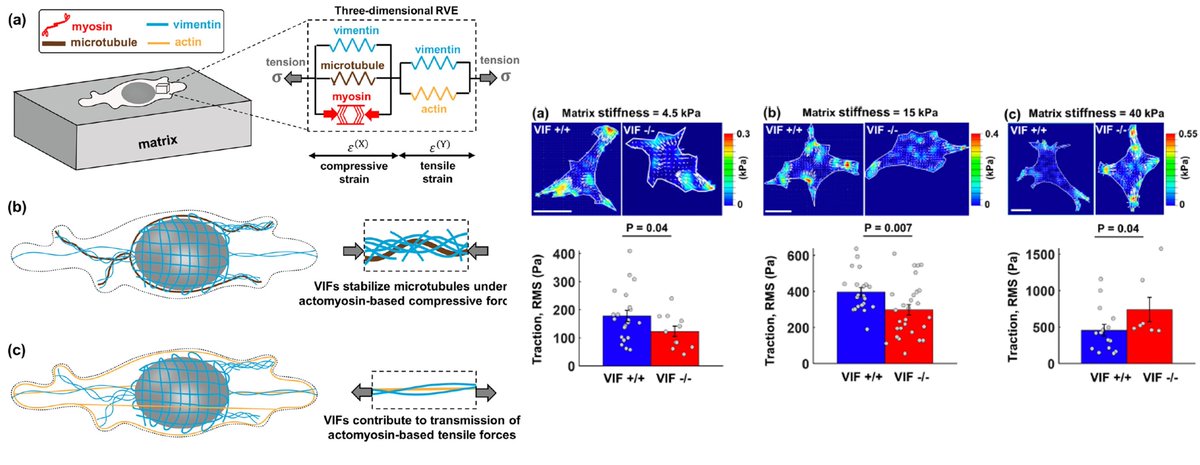 New paper in <a href="/CommsBio/">Communications Biology</a>! We show that Vimentin is a key regulator of cell mechanosensing. Depending on the stiffness of the microenvironment, disrupting Vimentin can decrease or increase actomyosin-contractility. nature.com/articles/s4200…