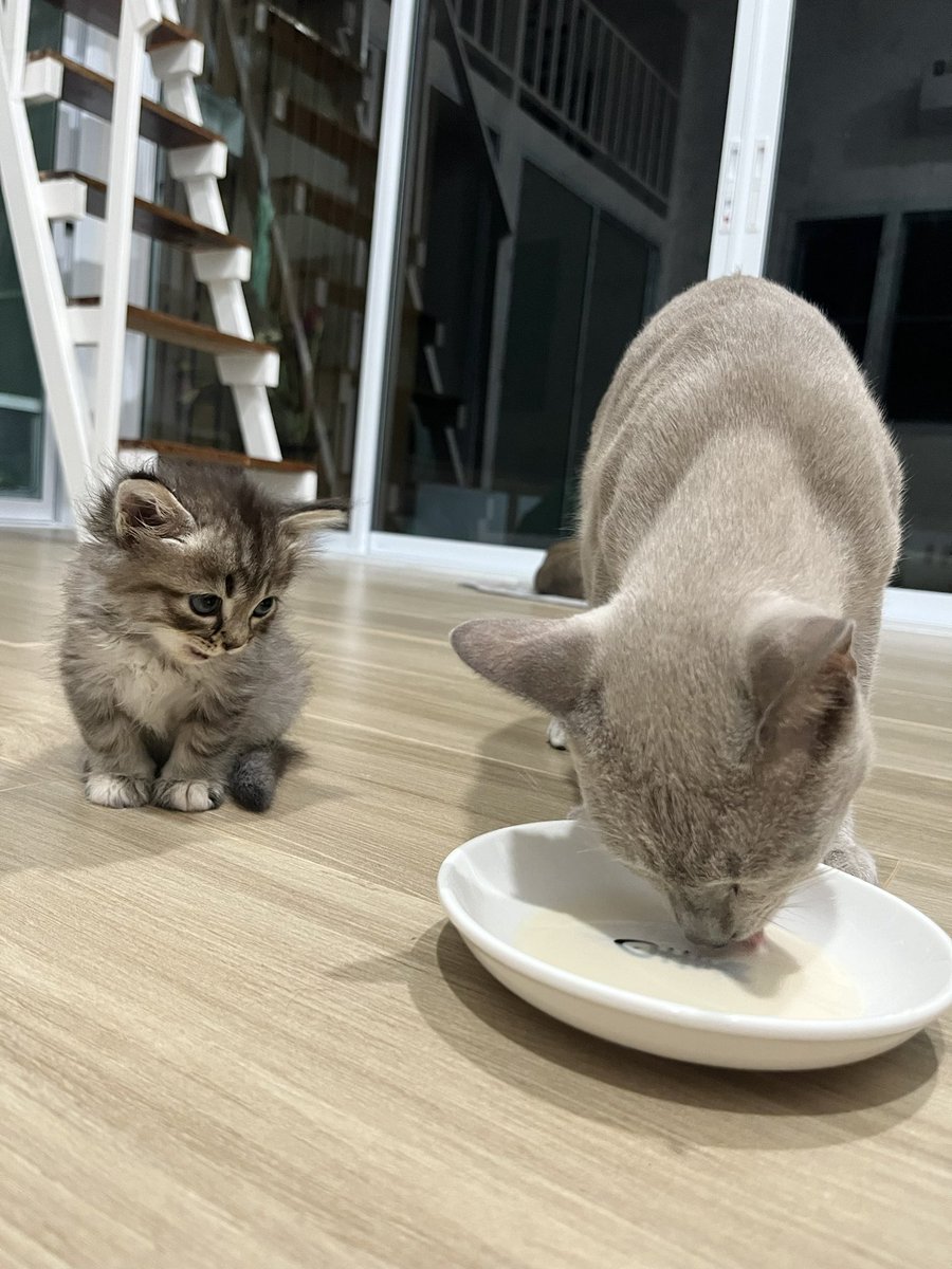 หน่วยกิตแมววัว tweet media