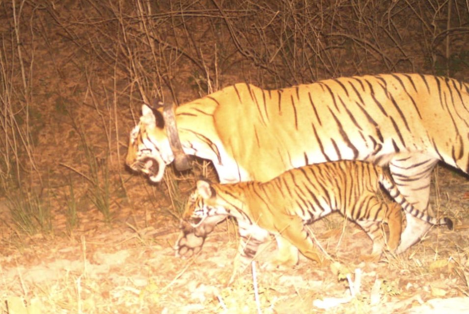 Saket Badola tweet media