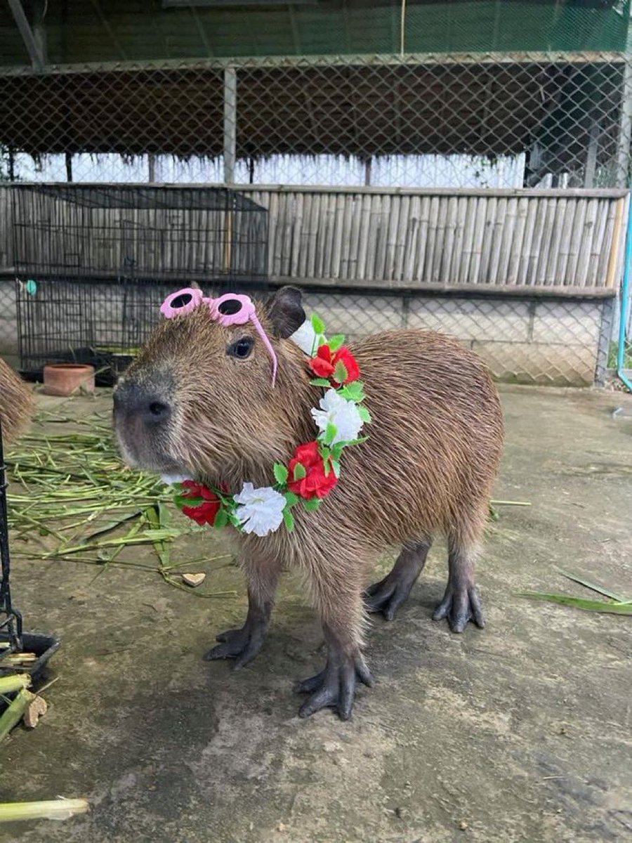 Capybaras tweet media