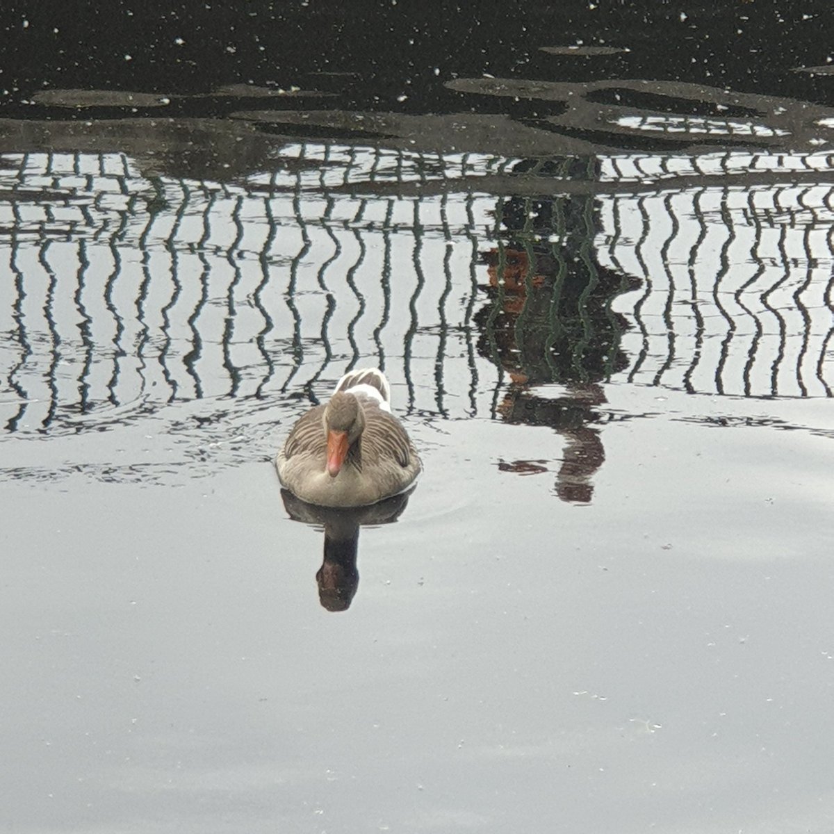BoodeVon's tweet photo. Run-fu
the bird
there was a huge street party all thru out #Eppendorf. barriers and obstacles...got free and ran right into the #Hamburg triathlon by #Stpauli ... the #Alster was packed with people and more barriers and obstacles...ridiculous!
upper bod x4mi
#Runfu #run #running https://t.co/CclGPQesq5
