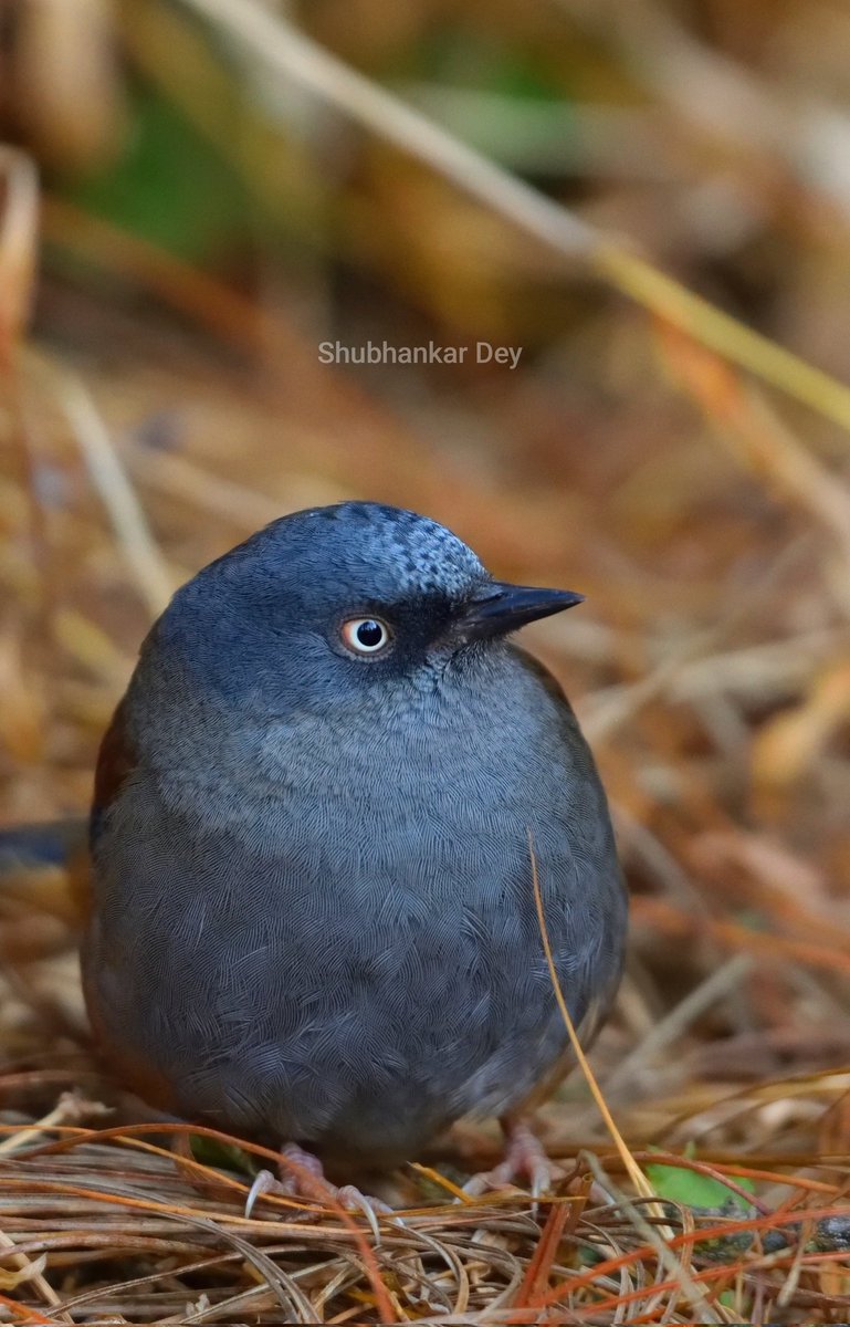 Maroon backed Accentor

 #bbcearth #natgeowild  #natgeoyourshot #natgeotraveller #natgeotravellerindia  #incredibleindia #planetearth  #dekhoapnadesh #earthinfocus #natgeoindia #birds  #dhotrey #WestBengal #singalilanationalpark #sanctuaryasia #earthcapture  #maroonbackedaccentor