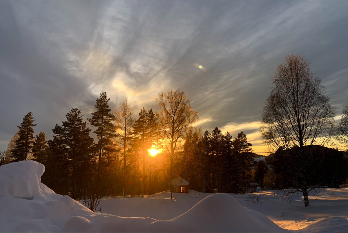 Jeg lovet deg aldri en rosenhave - men gull og grønne skoger kan du få 🧡🌲🧡