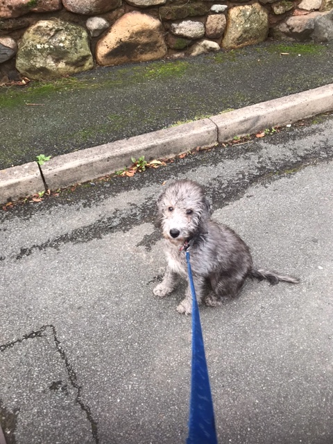 HelmLeaf's tweet photo. @clemserrell Beautiful! Here's a picture of my little girl when she was about that age (she's nearly 2 now!) https://t.co/1ivSmZlUq5
