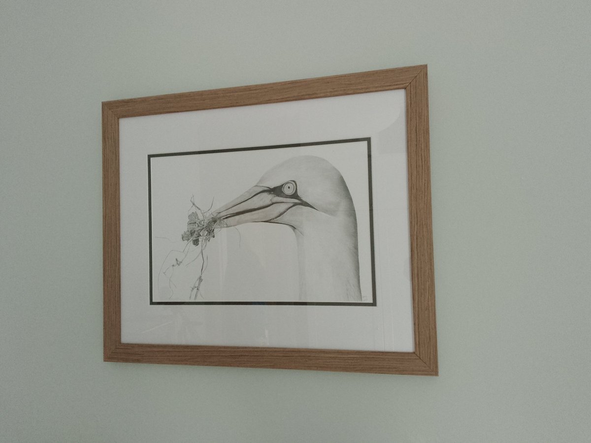 Liz Humphreys (@kittiwakegirl) on Twitter photo Finally had my commissioned portrait of a gannet by <a href="/ruthwalkerap/">Ruth Walker Art & Photography 💙</a> framed. Hung it this afternoon.... Finally had my commissioned portrait of a gannet by <a href="/ruthwalkerap/">Ruth Walker Art & Photography 💙</a> framed. Hung it this afternoon....