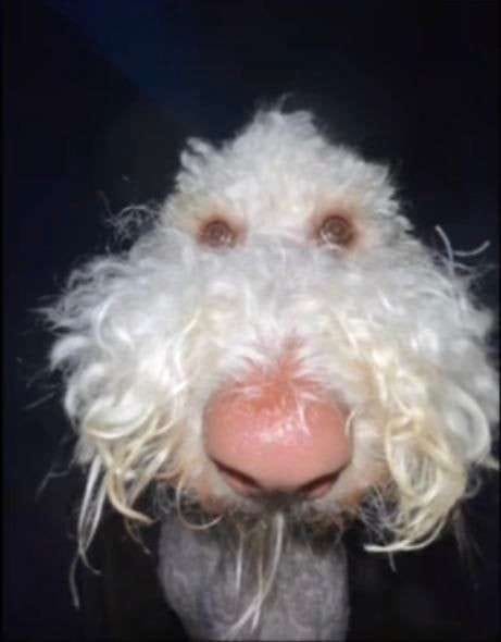 BuminousLoeiro tweet media