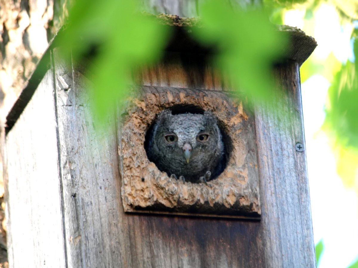kala61857's tweet image. Cute Little Ears &amp;amp; Feet
Good view of those cute little talons &amp;amp; ear tufts.
Baby Eastern Screech Owl (Megascops asio)
kapturedbykala.com/Birds/i-NmLZkXw
#owls #ScreechOwls #BabyOwl #backyardbirding