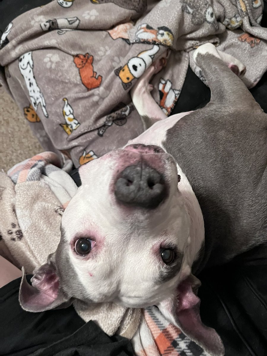 whatjenlikes's tweet photo. Always snuggle your dogs and have at least half the pictures on your phone be of your dogs. https://t.co/sD0N89mHFg